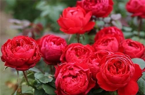 推荐10款红色系月季，每一款都惊艳，你最喜欢哪一款？