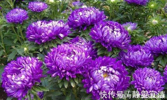 格桑花四季可播种,颜色鲜艳开花漂亮,种上种子一周就出苗,好养