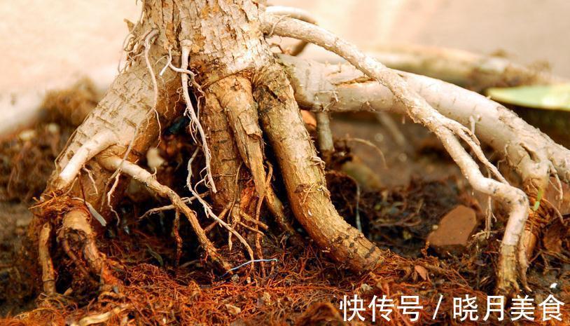 花卉换盆叶片容易发蔫,掌握3点换盆技巧,让花卉快速服盆