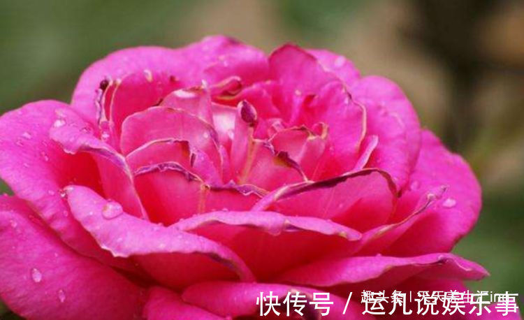 喜欢玫瑰,不妨试试“珍稀品种”汤姆奥桑特,水果香味,淡雅秀美