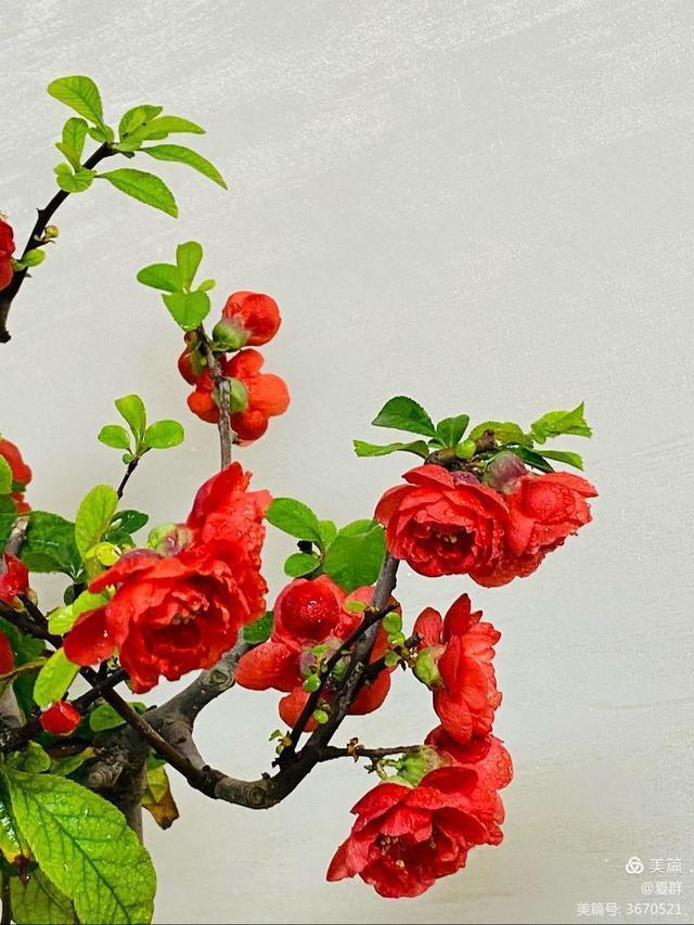 只恐夜深花睡去,故烧高烛照红妆!我与一盆海棠花的故事