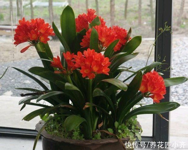 浇水|君子兰烂心怎么办？这是不可逆的，只要救治合理，就能变成群兰