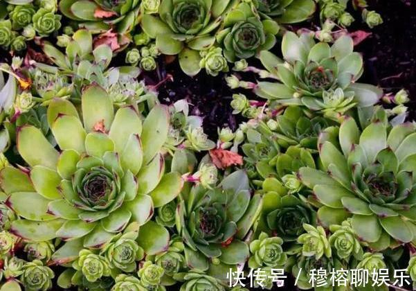 养花坏习惯不趁早摆脱这3臭毛病,居家盆栽长久不了