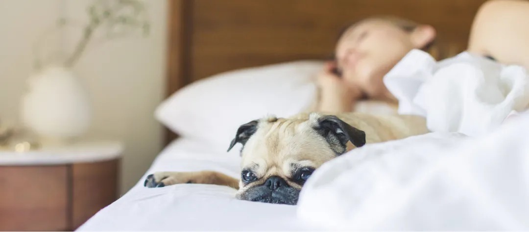 老老恒言|很实用!6大方法 告别失眠困扰