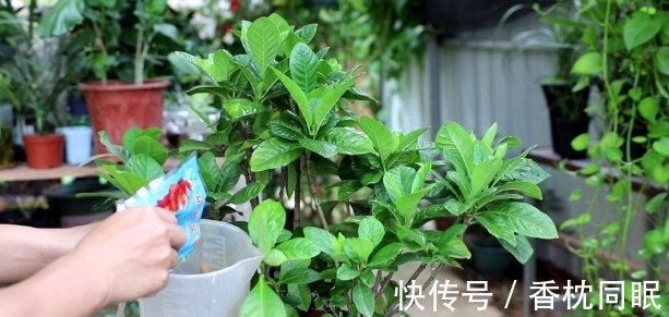 遍寻不到“酸性土”的情况下,该怎么让养花土从碱性变酸性?