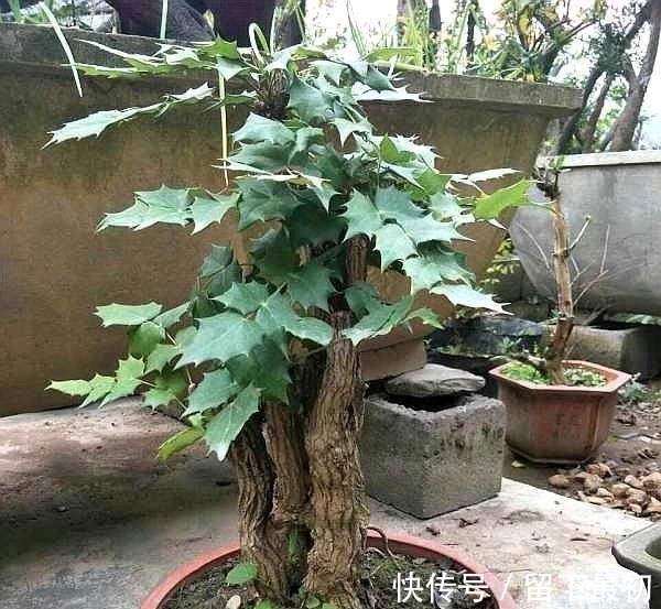 药理|这种“花”对人有“大功劳”,花朵一串串,是小感冒、痢疾大克星