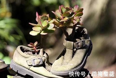 花盆|除了花盆之外,这些东西也是绝佳的养花神器,你用过吗?