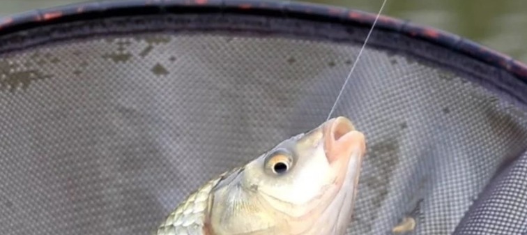 为什么你钓的鱼比别人少?就是调漂不对,稍加改变效果就不同