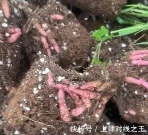 长筒花是“室内花量王者”,没光也能开爆盆,阳台党福音