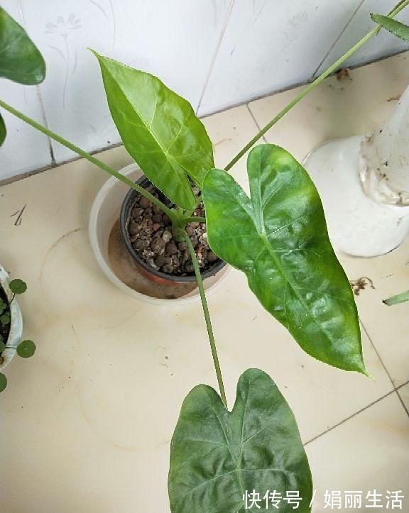 花友们|这种“养人”花,窗台客厅摆一盆,干干净净又杀菌