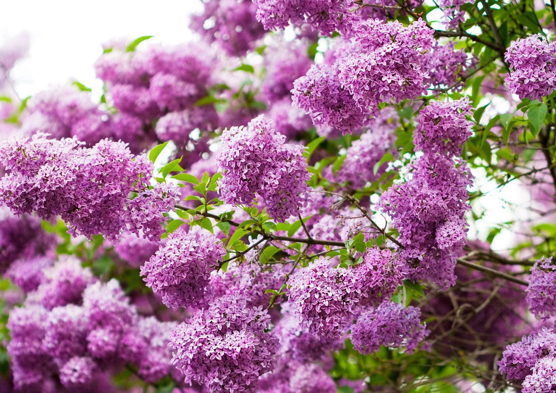 养花试试这几款,花期尽量减少太阳光照射,维持荫凉自然环境