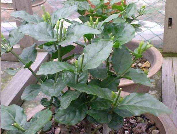 茉莉花花后这样做，一茬接着一茬开，还能一盆变多盆