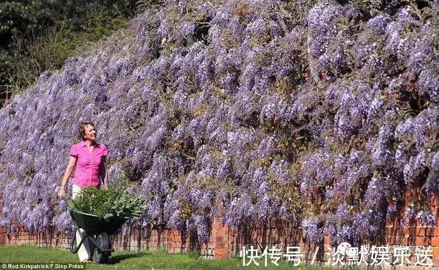 成海美|养了20年的紫藤花,足足爬了77米长,花开成海美极了!