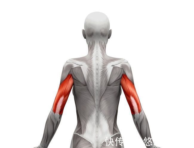 哑铃|手臂肌肉怎么练?6个动作每周锻炼2次,全面提升手臂肌肉围度