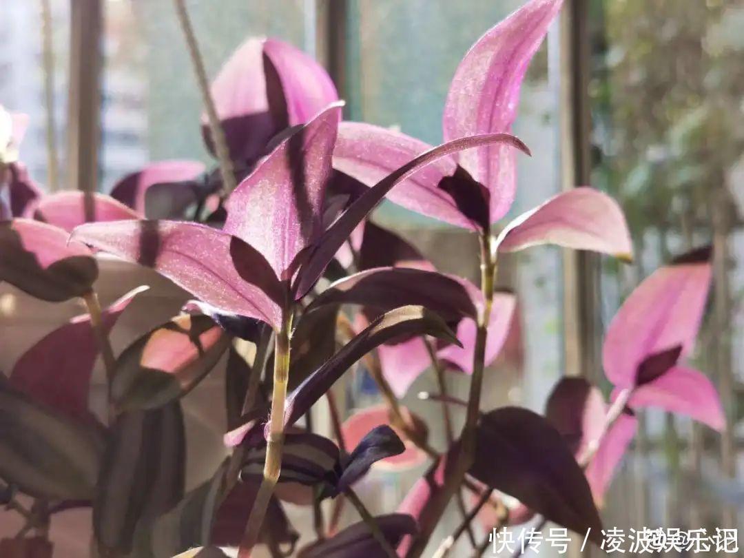 牡丹吊兰|懒人适合养什么花，浇水少，不挑土，它比人还懒！