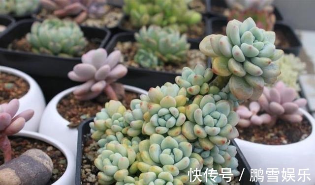 浇水|多肉疯狂爆侧芽这样浇水让它胖成“球”!新手涨姿势了