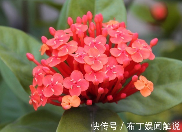 新手养花就选5种花，花期长、易爆盆、超漂亮，养100盆也不多！