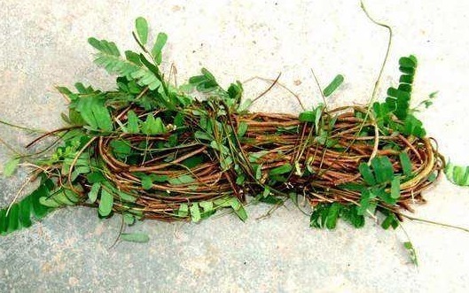 鸡骨草|农村一种清香树叶,嚼2片就能去口臭,夏天叶子泡水“清热解暑”