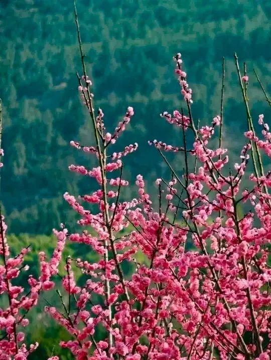 巴渠满目竞芬芳！达州发布带你去“寻春”