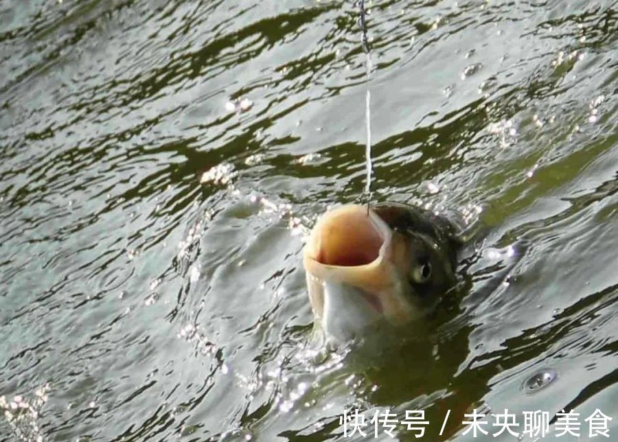 冬季钓鱼饵料有什么技巧？用好这几招，鱼儿排队往这靠
