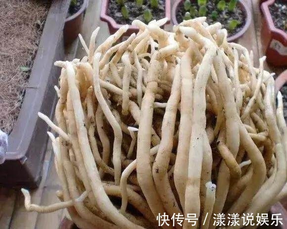 生根|秋天养花，用到2种“生根剂”，花卉长出“胡须根”，一学就会