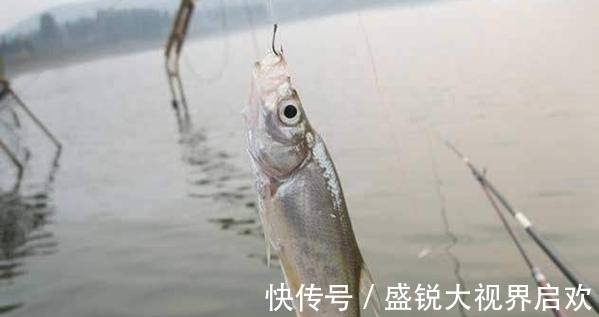 饵料|高手打死不说的，5个钓翘嘴技巧！（推荐）