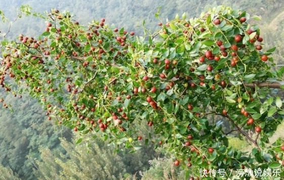 枇杷|农村娃童年的这些美食,食用价值高,营养很丰富,很珍贵