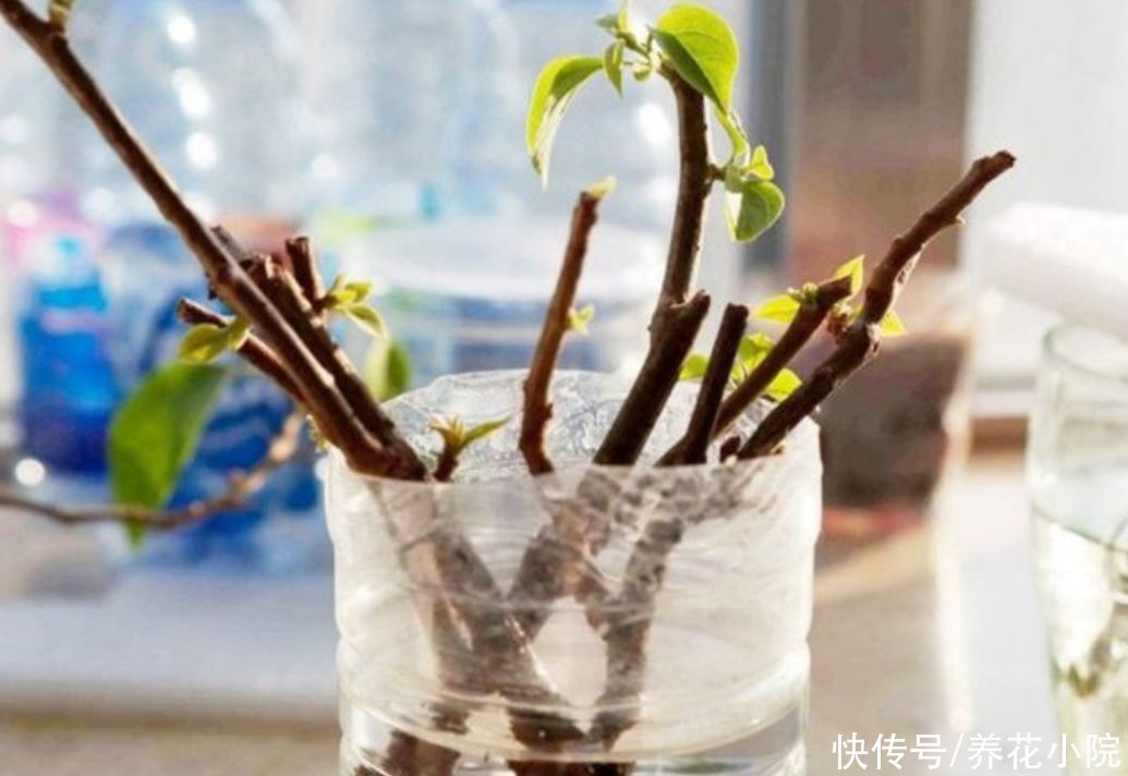 成活率|扦插月季、三角梅，掌握4个“技巧”，20天长满根