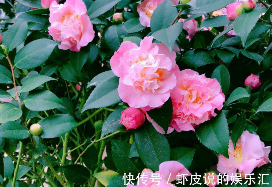 养这3种花,天冷勤开窗透气,开花又多又美又香,看着真养眼