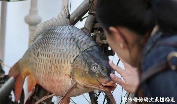  钓饵|民间钓鱼人的“流氓式钓鱼”，不用钓饵的，每天照样获鱼几十斤