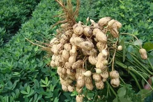 花生|糖尿病患者吃花生会影响血糖吗不管好坏,2种花生吃法不推荐