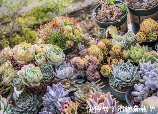 夏季|夏季,多肉植物进入“休眠期”,3个养护要点学好,叶片变肥厚!