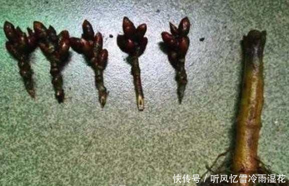 花根|老人路边买了一花根,花贩说是五色牡丹,长大后让人愤怒