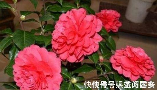 茶花|家里养花,就选4种耐旱花,好养又漂亮,开成小花海!