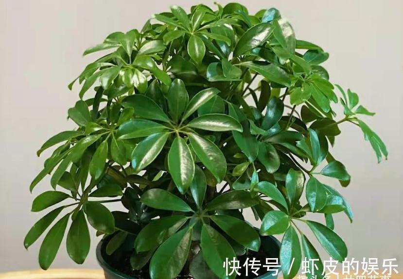 家里养花,不妨从“5福4财”中选,好养好寓意,好看又吉利