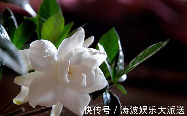 栀子花|栀子花这样养,“爆发力”大,枝上满侧芽,侧芽全开花!