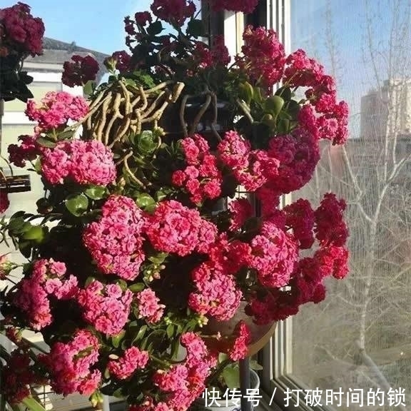 养“长寿花”3年变老桩,窜成“巨无霸”,开成大花球