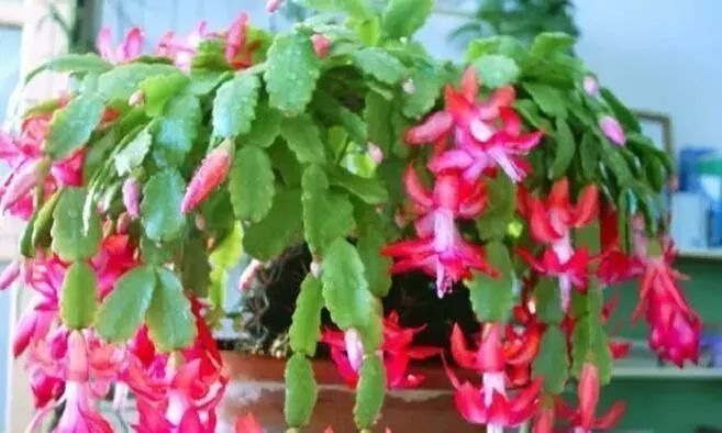 4种“药”过期,牢记“不能扔”,全是养花宝贝,肥效强10倍