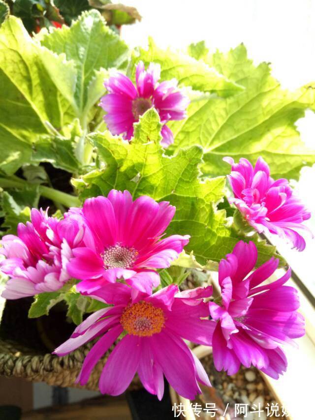 瓜叶菊听名字很土气，但开花却极为艳丽，叶子绿得晃眼！