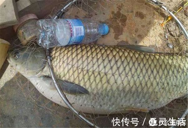 野生|钓鱼人出新招,3块钱成本制作“特效饵”,专攻野生大草鱼