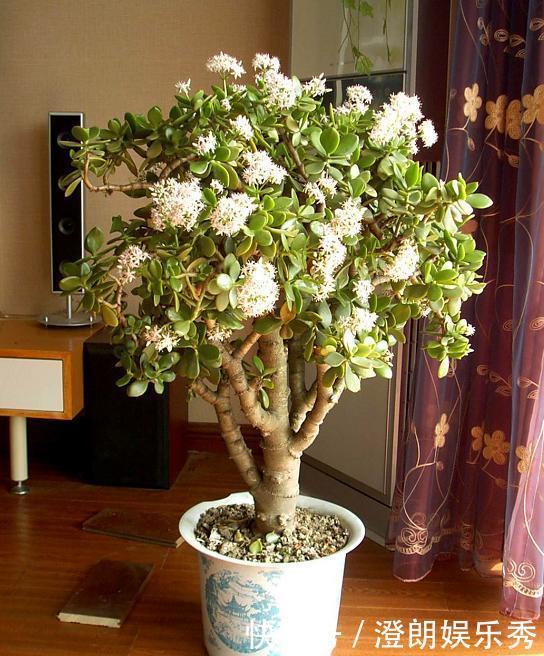 橡皮树|养这4种花太省心,丢阳台不管,就能轻松长爆盆,想养死都难