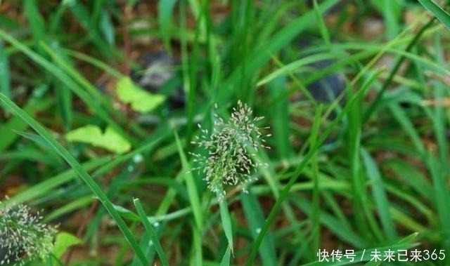 曼陀罗|6种常见“野草”,以往人们不在意,一听名字这也太美了,要养