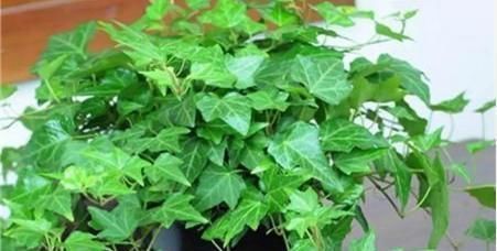 卫生间有异味,就养3种花,吸潮、祛味,还美观