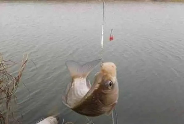 为什么别人能爆护，我却不上鱼呢？原来是这些地方没做好