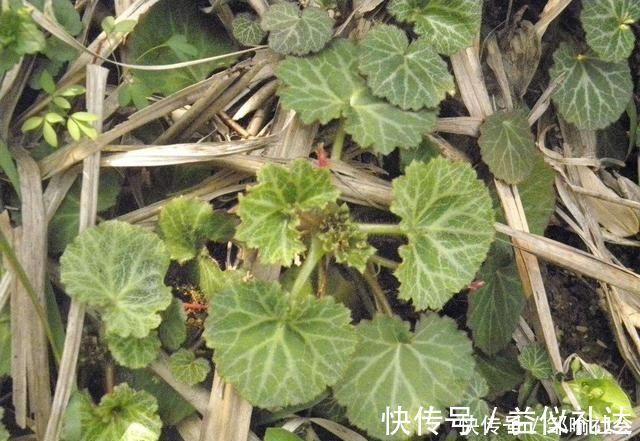 小花|有种小野草能开花,盆植无光也能活,可爱却很霸气