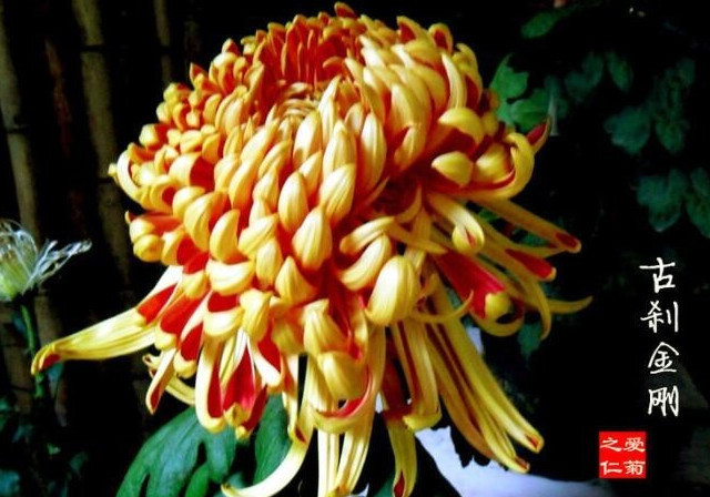 喜欢菊花，不如养盆“稀世名菊”，似凤凰起舞，爆成花海