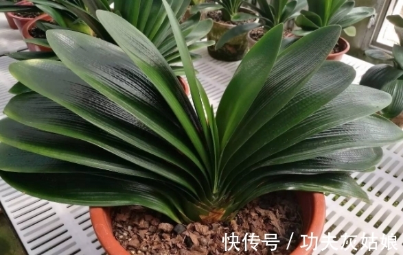 别发愁,养花不会施肥啦,用这3样有机肥,好用又不烧根