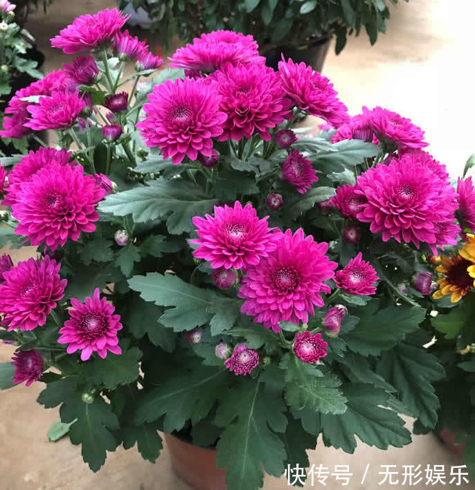 喜欢菊花，就养这几盆“菊中珍品”，花开似牡丹，艳压群芳！