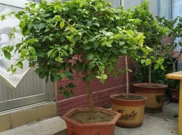 营养生长|养三角梅，“撸光叶子”虐着养，25天后，又是一个“盛花期”