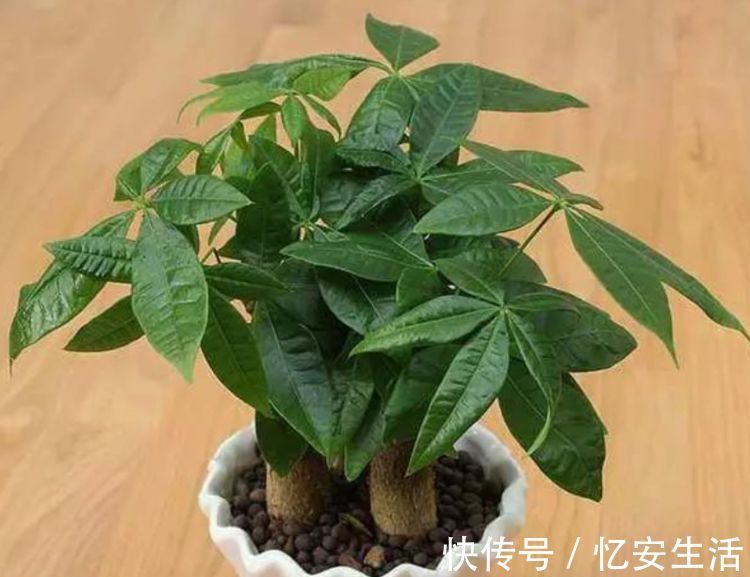 家中“5个”位置不能养花，要么黄叶又烂根，快搬走，才能长得旺